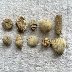 Approx. 1”-2” marine fossils